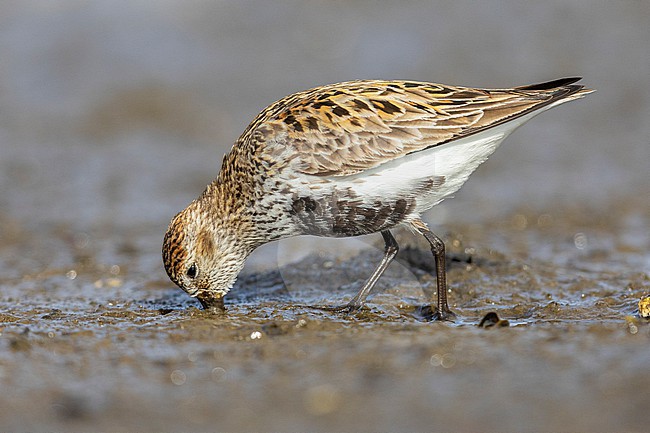 Dunlin (Calidris alpina), side view of an adult feeding in the mud, Capital Region, Iceland stock-image by Agami/Saverio Gatto,