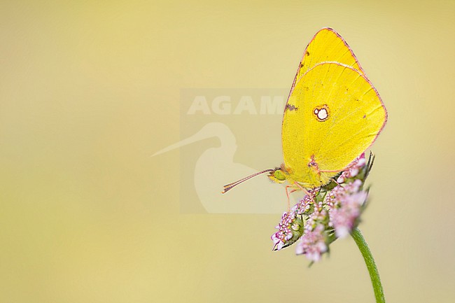 Pale Clouded Yellow, Colias hyale stock-image by Agami/Wil Leurs,