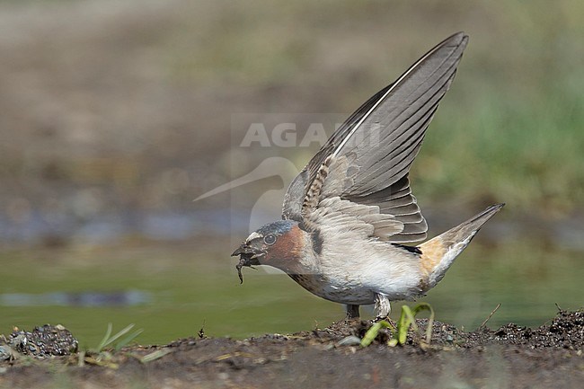 Adult American Cliff Swallow (Petrochelidon pyrrhonota) gathering mud for his nest in Lake Tunkwa, British Colombia, Canada. stock-image by Agami/Brian E Small,