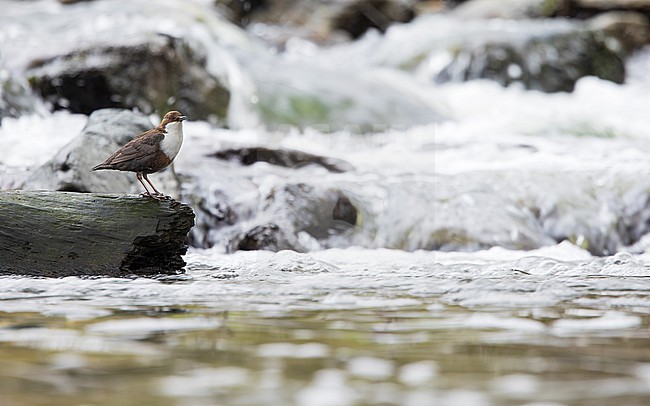 White-throated Dipper ssp aquaticus, (Cinclus cinclus aquaticus) on a log in a fast-flowing stream. stock-image by Agami/Lennart Verheuvel,