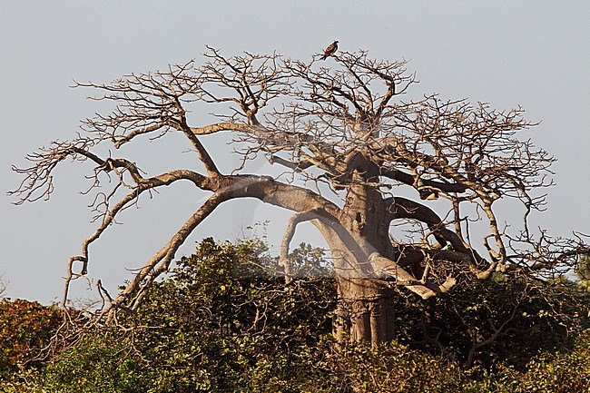 Wintering Osprey (Pandion haliaetus) in the Gambia. Sitting in top of a huge and old Baobab tree. stock-image by Agami/Harvey van Diek,