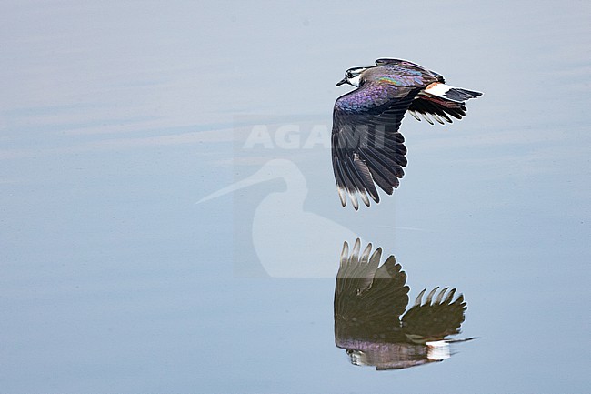 Kievit, Northern Lapwing, Vanellus vanellus stock-image by Agami/Menno van Duijn,