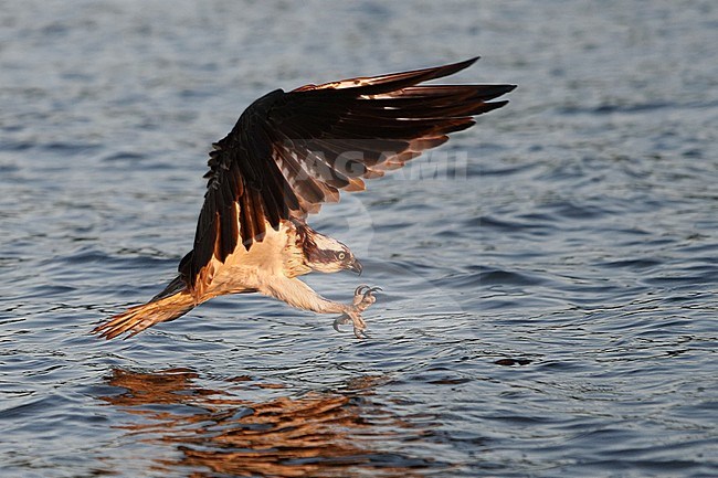 Osprey, Pandion haliaetus, adult fishing at Lake Mälaren, Sweden. With its talons stretched out to catch a fish. stock-image by Agami/Helge Sorensen,