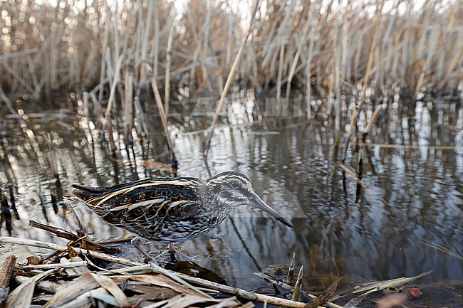 Jack Snipe; Lymnocryptes minimus stock-image by Agami/Chris van Rijswijk,