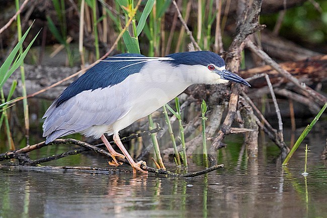 Black-crowned Night Heron (Nycticorax nycticorax), side view of an adult perched on a branch, Campania, Italy stock-image by Agami/Saverio Gatto,