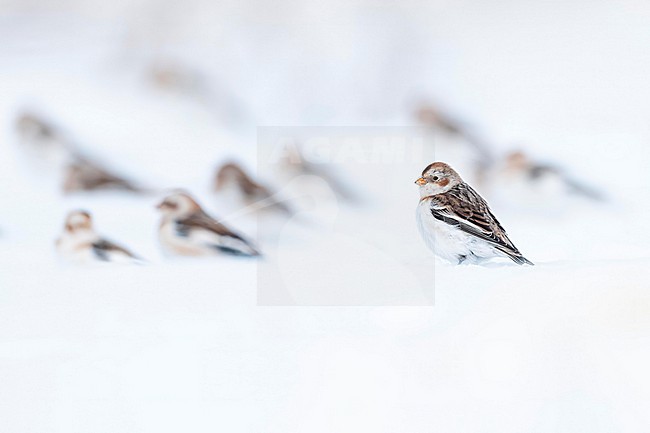  stock-image by Agami/Marcel Burkhardt,