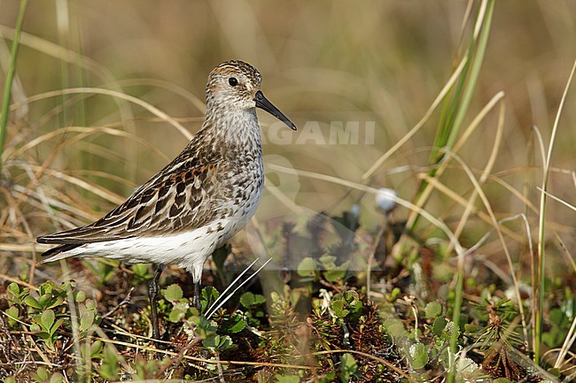 Adult Western Sandpiper (Calidris mauri) at breeding area in Seward Peninsula, Alaska, USA. stock-image by Agami/Brian E Small,