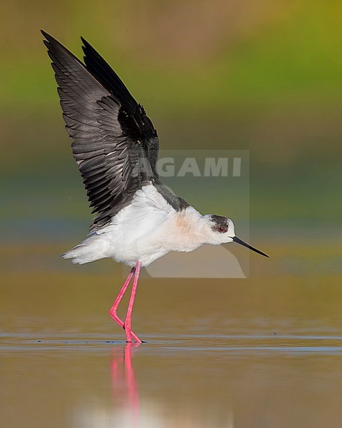 Black-winged Stilt (Himantopus himantopus), adult stretching its wings stock-image by Agami/Saverio Gatto,