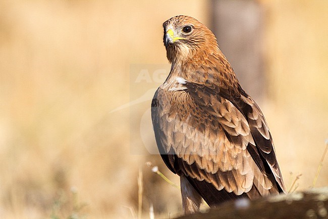 Booted Eagle (Hieraaetus pennatus) in Ávila (Spain) stock-image by Agami/Oscar Díez,