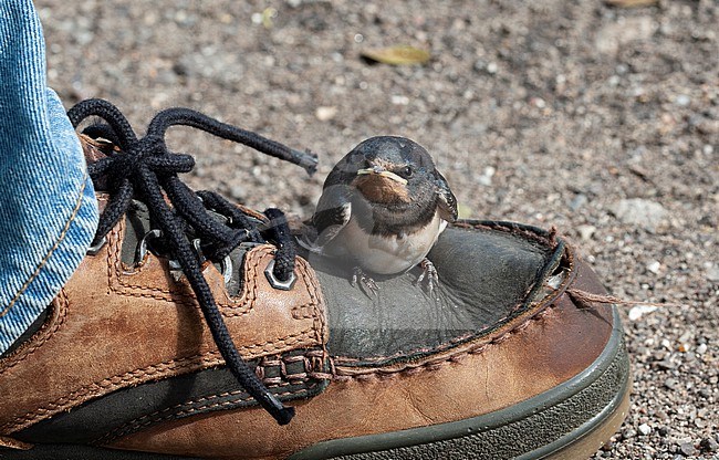 Barn Swallow (Hirundo rustica rustica) recently fledged chick which has landed on a shoe at a road in Denmark stock-image by Agami/Helge Sorensen,
