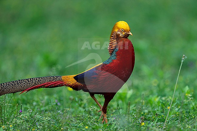 An adult male Golden Pheasant ( Chrysolophus pictus) in Shanxi, China is crossing a meadow in the forest. stock-image by Agami/Mathias Putze,