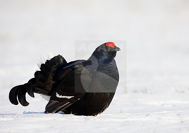 Korhoen man baltsend in de sneeuw; Black Grouse male lekking in the snow stock-image by Agami/Markus Varesvuo,
