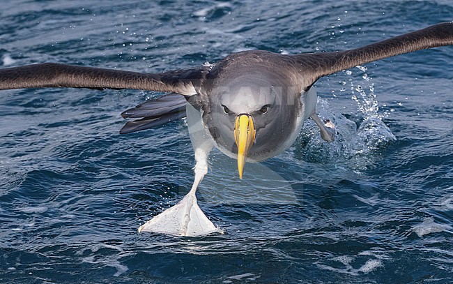 Chatham Albatross (Thalassarche eremita) running over the water during a chumming session off Chatham Islands, New Zealand stock-image by Agami/Marc Guyt,