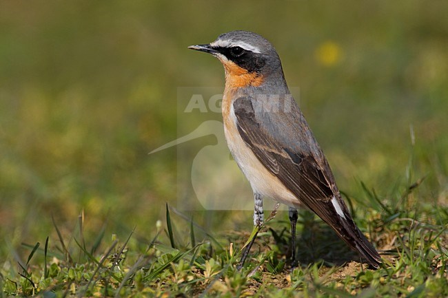 Mannetje Tapuit; Male Northern Wheatear stock-image by Agami/Daniele Occhiato,