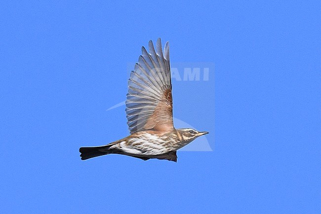Migating Redwing (Turdus iliacus) over Texel on the Netherlands. Showing under wing. stock-image by Agami/Laurens Steijn,
