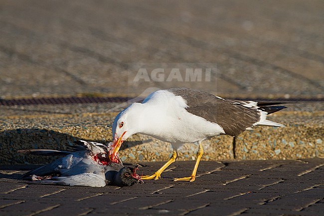 Lesser Black-backed Gull adult summer with recently killed Domestic Pigeon on boulevard street stock-image by Agami/Menno van Duijn,