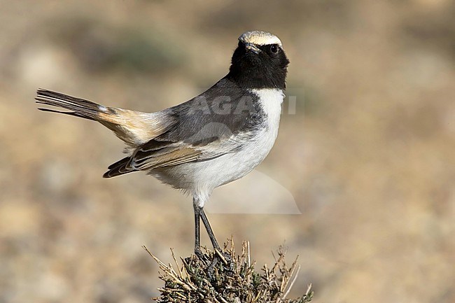 Male Red-rumped Wheatear, Oenanthe moesta, perched on a low bush. stock-image by Agami/Daniele Occhiato,