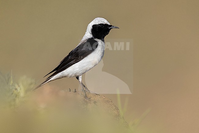 Male Eastern Black-eared Wheatear, Oenanthe melanoleuca, in Georgia. stock-image by Agami/Daniele Occhiato,