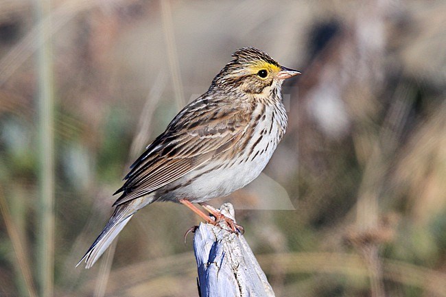 Savannah Sparrow (Passerculus sandwichensis) taken the 09/06/2022 at Nome - Alaska. stock-image by Agami/Nicolas Bastide,