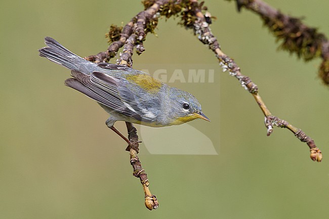Vrouwtje Brilparulazanger, Female Northern Parula stock-image by Agami/Brian E Small,