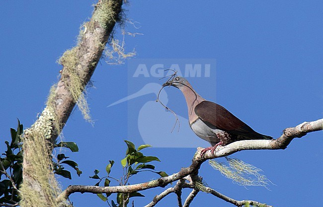 Zoe's Imperial-Pigeon (Ducula zoeae) Perched on a branch in Papua New Guinea. stock-image by Agami/Dani Lopez-Velasco,