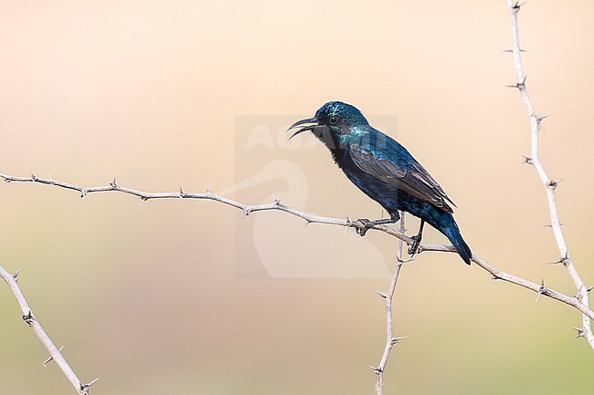 Male Purple Sunbird (Cinnyris asiaticus) wintering in Oman. stock-image by Agami/Sylvain Reyt,
