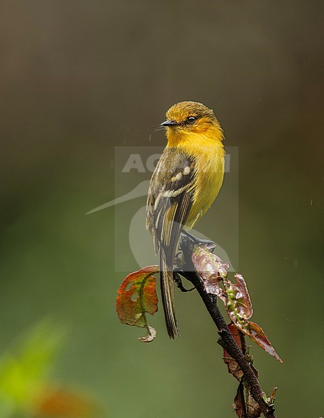 Ochraceous-breasted Flycatcher (Nephelomyias ochraceiventris) perched on top of a branch in Satipo, Peru, South-America. stock-image by Agami/Steve Sánchez,