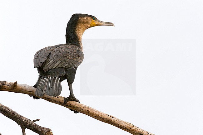 A Great cormorant, Phalocrocorax carbo, perching on a tree branch. Kenya, Africa. stock-image by Agami/Sergio Pitamitz,