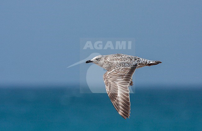 Immature Armenian Gull (Larus armenicus flying along the coast of Israel. stock-image by Agami/Yoav Perlman,