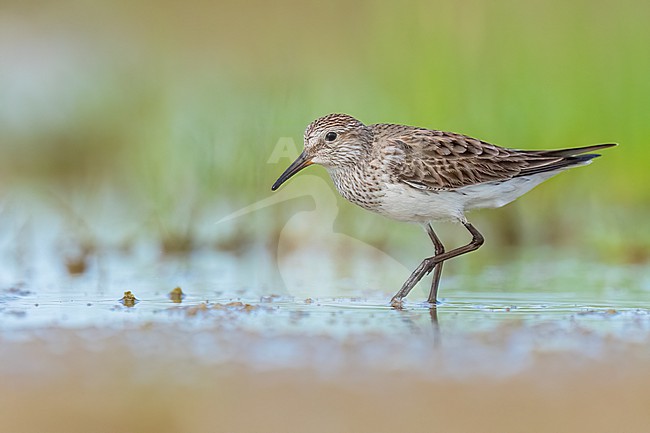 Adult breeding
Galveston Co., TX
May 2023 stock-image by Agami/Brian E Small,