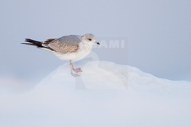Common Gull - Sturmmöwe - Larus canus ssp. canus, Switzerland, 2nd cy stock-image by Agami/Ralph Martin,