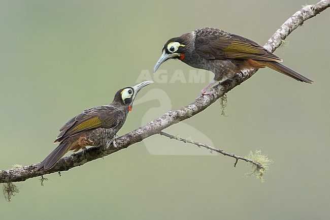 Yellow-browed Melidectes (Melidectes rufocrissalis) pair perched on a branch in Papua New Guinea stock-image by Agami/Dubi Shapiro,
