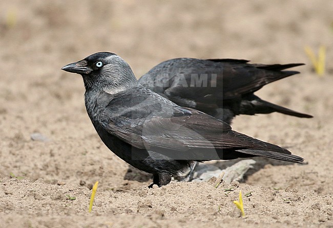 Western Jackdaw (Coloeus monedula), First summer standing, seen from the side. stock-image by Agami/Fred Visscher,