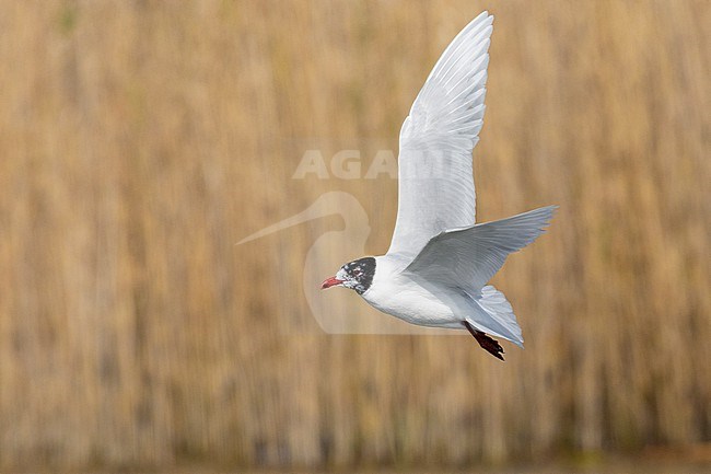 Mediterranean Gull (Ichthyaetus melanocephalus), side view of an adult in flight, Campania, Italy stock-image by Agami/Saverio Gatto,