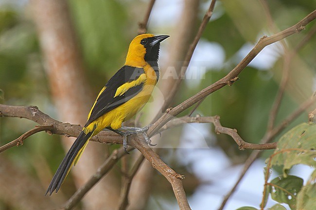 Yellow-tailed Oriole (Icterus mesomelas) at ProAves Cerulean Warbler Reserve San Vicente de Chucuri, Santander, Colombia. stock-image by Agami/Tom Friedel,