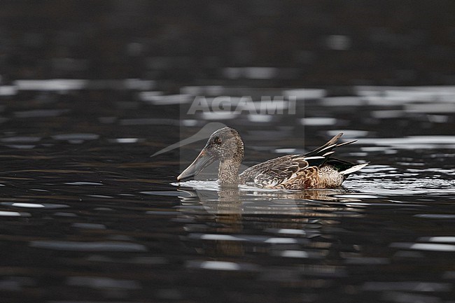1st year male Northern Shoveler (Spatula clypeata) is swimming on a bavarian lake during migration stock-image by Agami/Mathias Putze,
