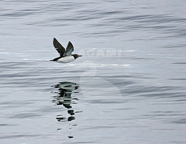  stock-image by Agami/Pete Morris,