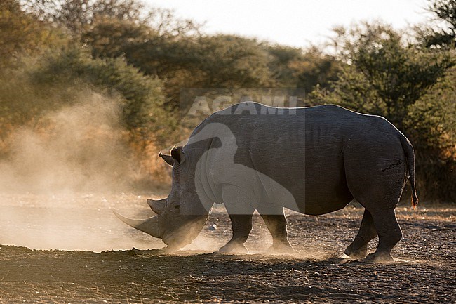 A white rhinoceros, Ceratotherium simum, at sunset in a cloud of dust. Kalahari, Botswana stock-image by Agami/Sergio Pitamitz,