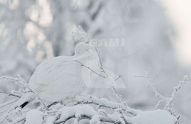 Moerassneeuwhoen in winterkleed, Willow Grouse in winter plumage camouflaged against snow stock-image by Agami/Markus Varesvuo,