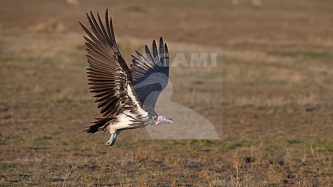 Side view of an adult Lappet-faced Vulture (Torgos tracheliotos) in flight. Wings up.. Kenya, Africa stock-image by Agami/Markku Rantala,