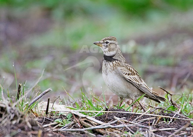 Kalanderleeuwerik zittend op grond; Calandra Lark perched on ground stock-image by Agami/Markus Varesvuo,