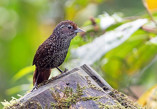 Cachar Wedge-billed Babbler (Stachyris roberti) in Northeast India. stock-image by Agami/Dani Lopez-Velasco,