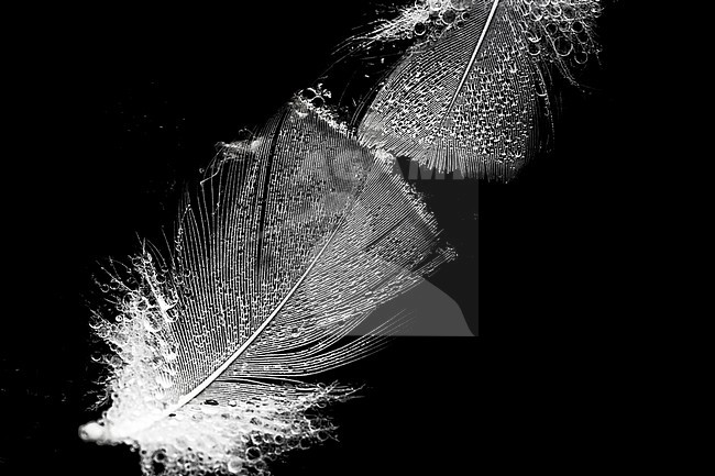 Feathers floating on the water stock-image by Agami/Wil Leurs,