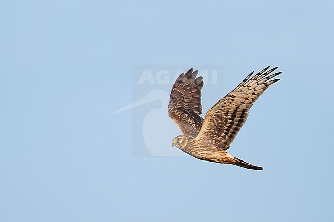 Hen Harrier (Circus cyaneus), Germany, first-year in flight, showing under wing. stock-image by Agami/Ralph Martin,