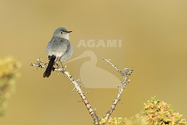Adult male breeding Blue-gray Gnatcatcher, Polioptila caerulea
Mono Co., CA stock-image by Agami/Brian E Small,