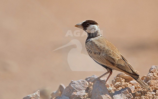 Black-crowned Sparrow-Lark or Black-crowned Finch-Lark (Eremopterix nigriceps) in dry Oman. stock-image by Agami/Eduard Sangster,