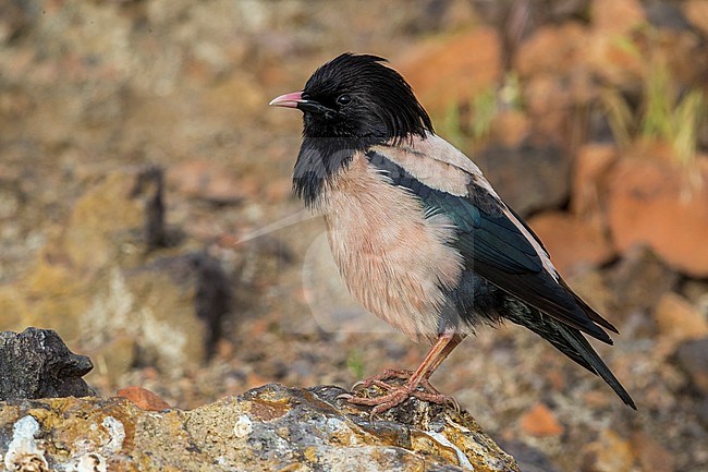 Roze Spreeuw; Rosy Starling; Rose-coloured Starling; Pastor roseus stock-image by Agami/Daniele Occhiato,