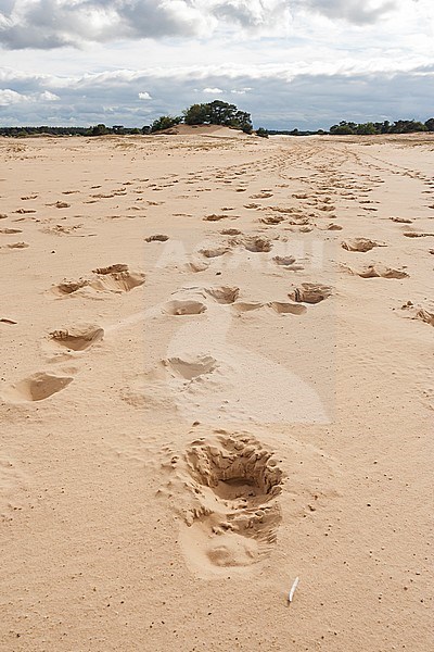 Footprints in sand at Kootwijkerzand in summer stock-image by Agami/Marc Guyt,