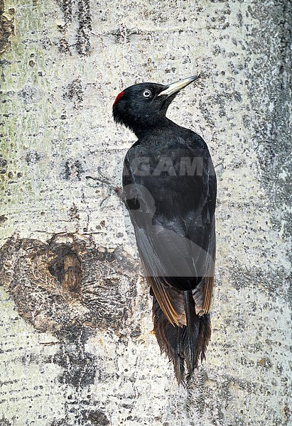 Black Woodpecker perched against a tree stock-image by Agami/Alain Ghignone,