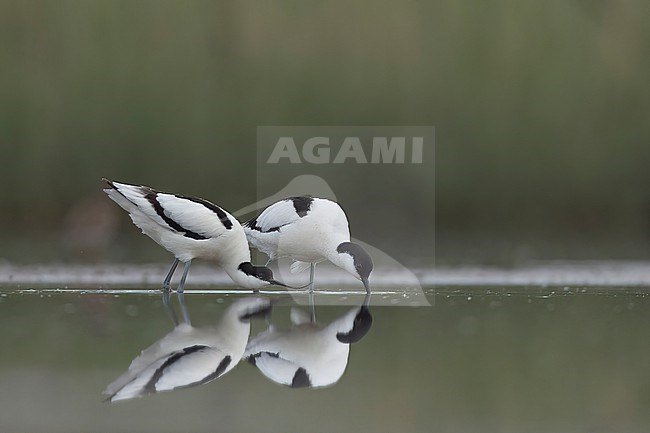  stock-image by Agami/Han Bouwmeester,
